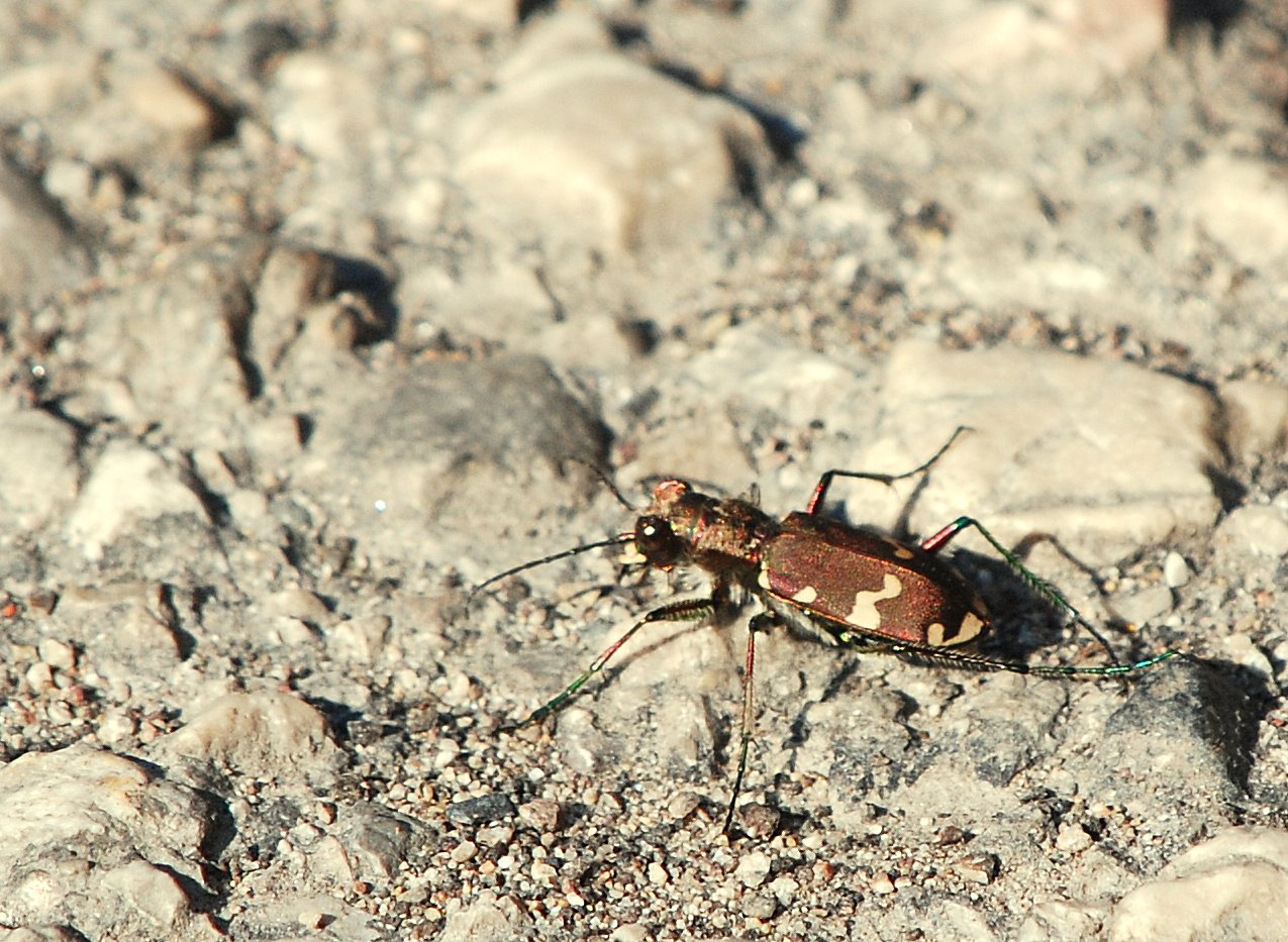 Cicindela nuova per il forum